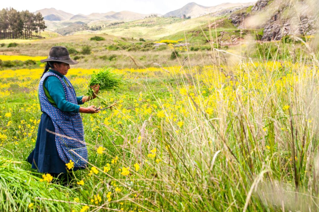 Una mujer está cosechando en un campo en Perú.